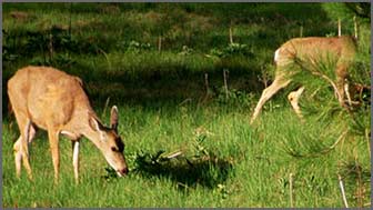 Deer