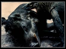 A Komodo dragon feeding