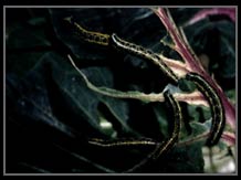 Caterpillars feeding
