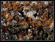 Lichen