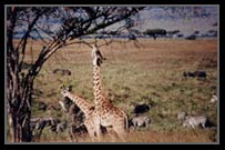 Giraffe
