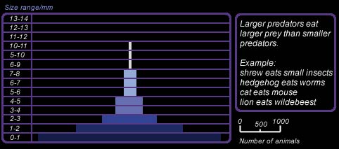 Example of Charles Elton's pyramid of numbers