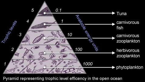 Pyramid representing trophic level efficency in the open ocean