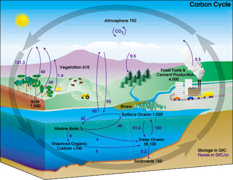 Stocks and flows of the carbon cycle