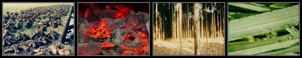 Examples and uses of plant biomass