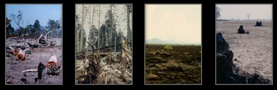 Pictures of ecosystems affected by human activity