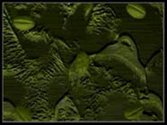 Control of stomatal action