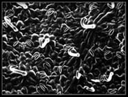 Stomata viewed under an electron microscope