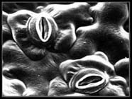 Stomata viewed under an electron microscope