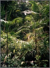 Tropical rain forest