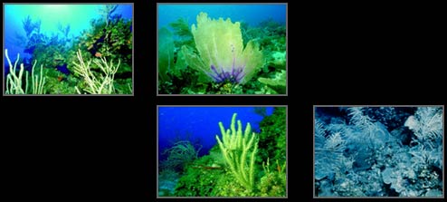 Underwater scenes