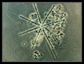 Asterionella