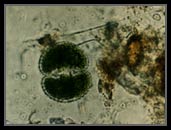 Cosmorium