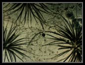 Gloeotrichima