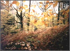Autumn leaves