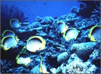 An example of a coral reef An example of a coral reef