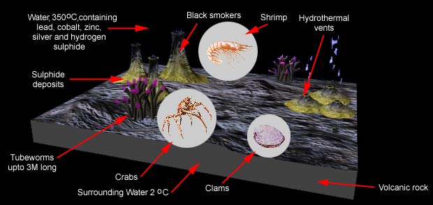 The ocean bottom water environment