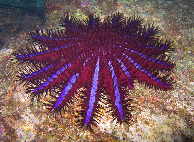 Crown of Thorns starfish
