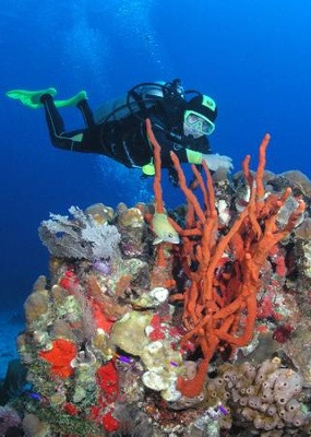 Coral reefs are threatened by human activities