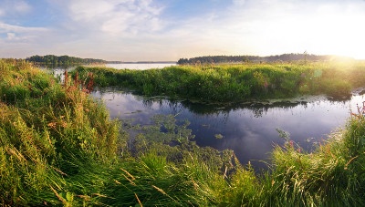 A wetland habitat A wetland habitat