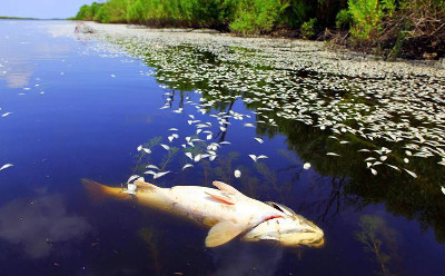 The death of fish is often the first visible sign of polluted water The death of fish is often the first visible sign of polluted water