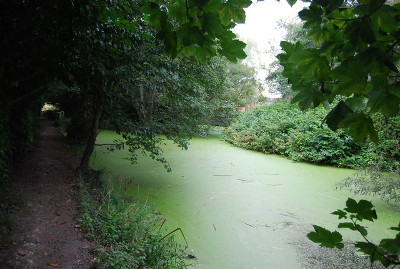 Accelerated eutrophication is the main cause of increased plant growth Accelerated eutrophication is the main cause of increased plant growth