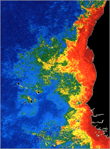Satellite data showing chlorophyll-rich algae.