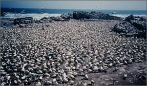 Nesting bird colonies provide an important source of guano deposits which are mined for their phosphate content.