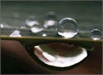 Surface tension of water is high. This property allow water to form distinct droplets such as these.