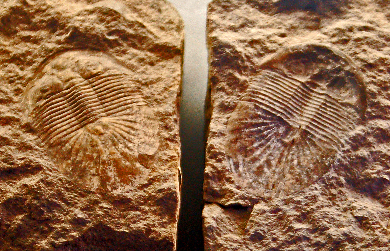 Trilobite fossils