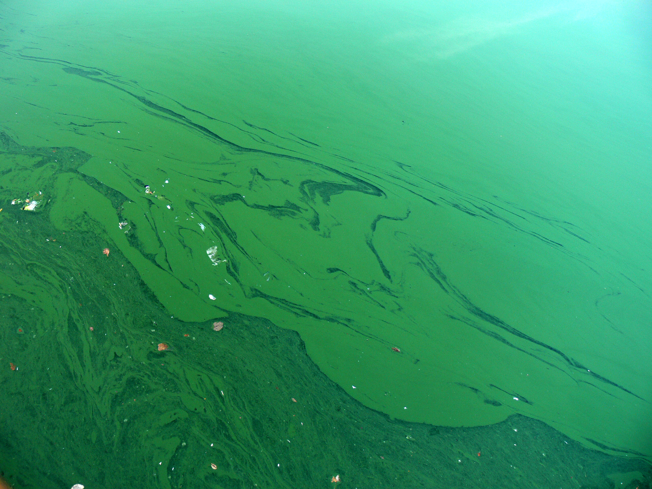 Cyanobacteria