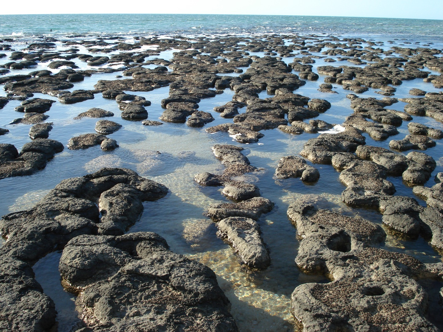 Stromatolites
