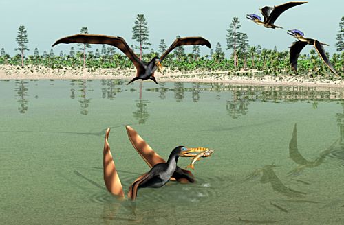 Anhanguera blittersdorffi