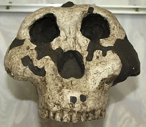 Paranthropus boisei