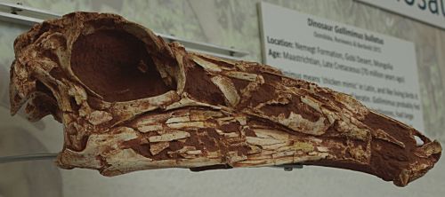 Gallimimus bullatus