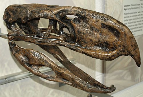 Phorusrhacos longissimus