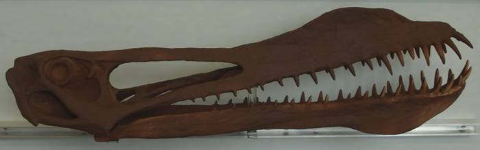 Anhanguera blittersdorffi