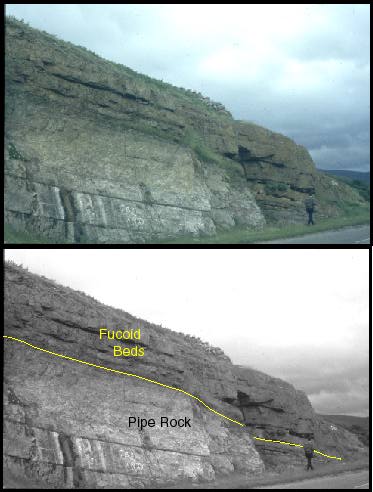 Fucoid beds