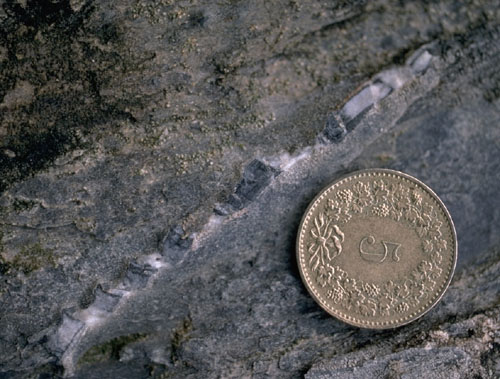 stretched belemnite