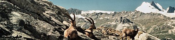 Ibex in the Vanoise district of the French Alps.