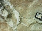 Looking down onto a bedding plane with irregular sand injections. Gorgoglione flysch, Lucanian Apennines.