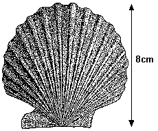 Fossil