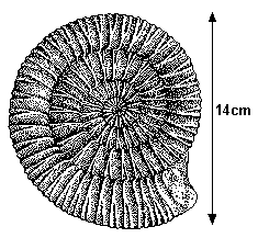 Fossil