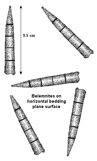 Belemnites on bedding plane 