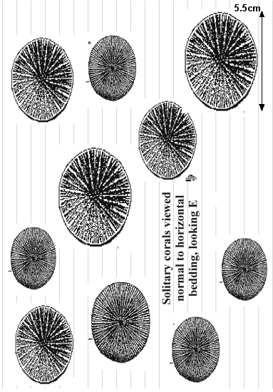 Belemnites on bedding plane 