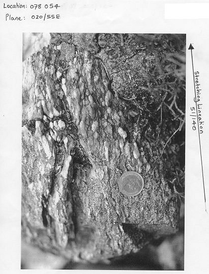 Belemnites on bedding plane 