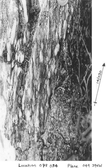 Belemnites on bedding plane 